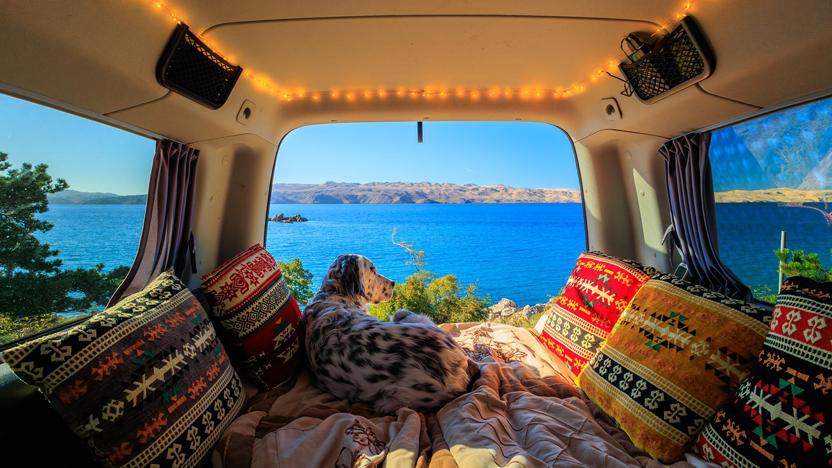 Van Life With a Dog: Tips for Safe and Comfortable Travel